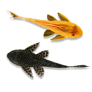 清道夫鱼吃鱼粪便吸盘便宜热带工具鱼清洁鱼缸容易饲养观赏鱼活体