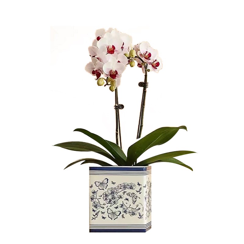 观花植物好养易活四季开花