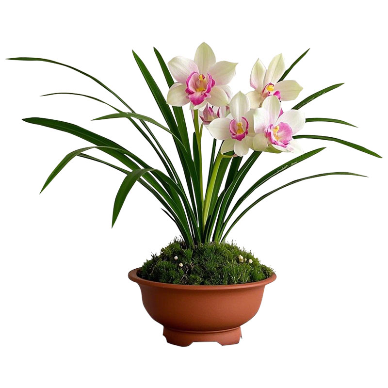 青叶白玉兰花苗建兰四季兰名贵盆栽花卉植物浓香型兰草国兰