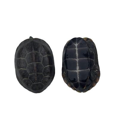 萌龟饲家顶墨龟苗情侣黑腹墨草苗