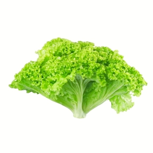 生菜种子意大利全年生菜王种籽高产四季可种蔬菜阳台菜种子奶油苗