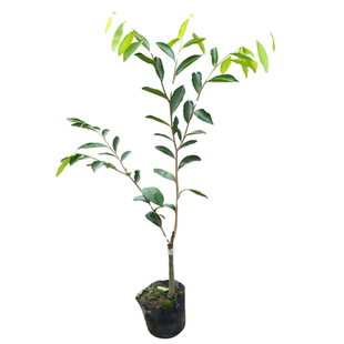 美丽异木棉树苗美人树大腹木棉苗木棉花酒瓶状庭院小区行道风景树