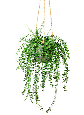 百万心室内耐荫垂藤植物净化空气