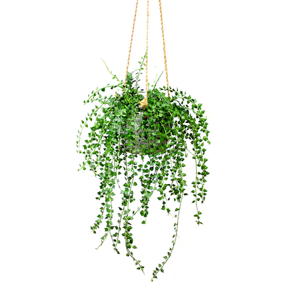 百万心室内耐荫垂藤植物净化空气