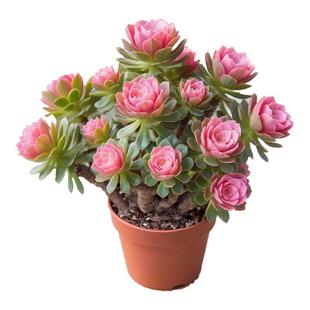 多肉植物 粉色桃心法师老桩带盆栽好盆栽花卉绿植阳台云南基地发