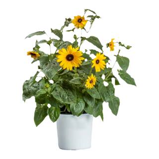 塔莎的花园向日葵盆栽光辉岁月庭院植物室内外好养花卉植物