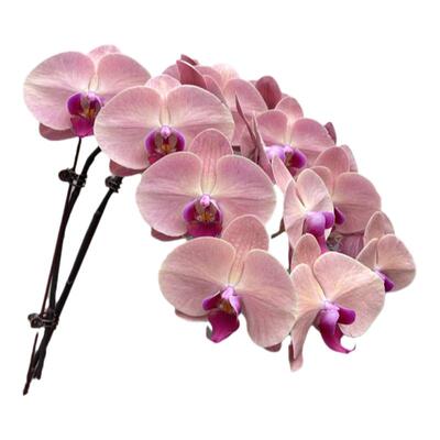 超大西瓜红蝴蝶兰带花苞四季好养