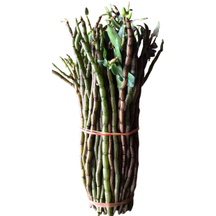 紫皮石斛鲜条500g石斛 紫皮石斛之乡龙陵直销 非霍山铁皮石斛鲜条