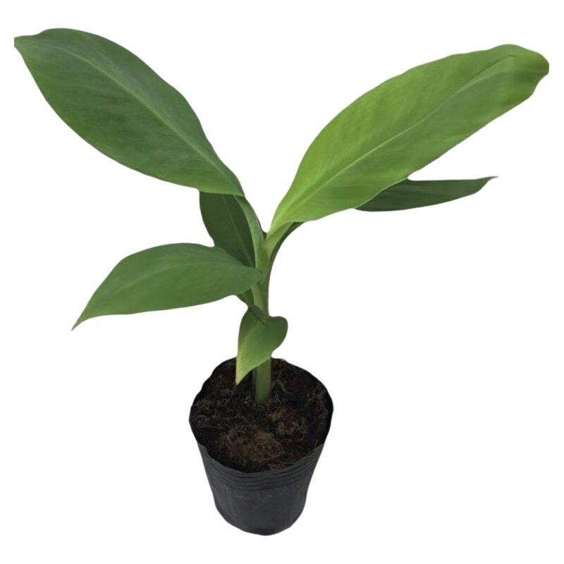 香蕉树苗粉蕉小米蕉苹果蕉矮化红蕉树苗皇帝蕉苗芭蕉大苗当年结果