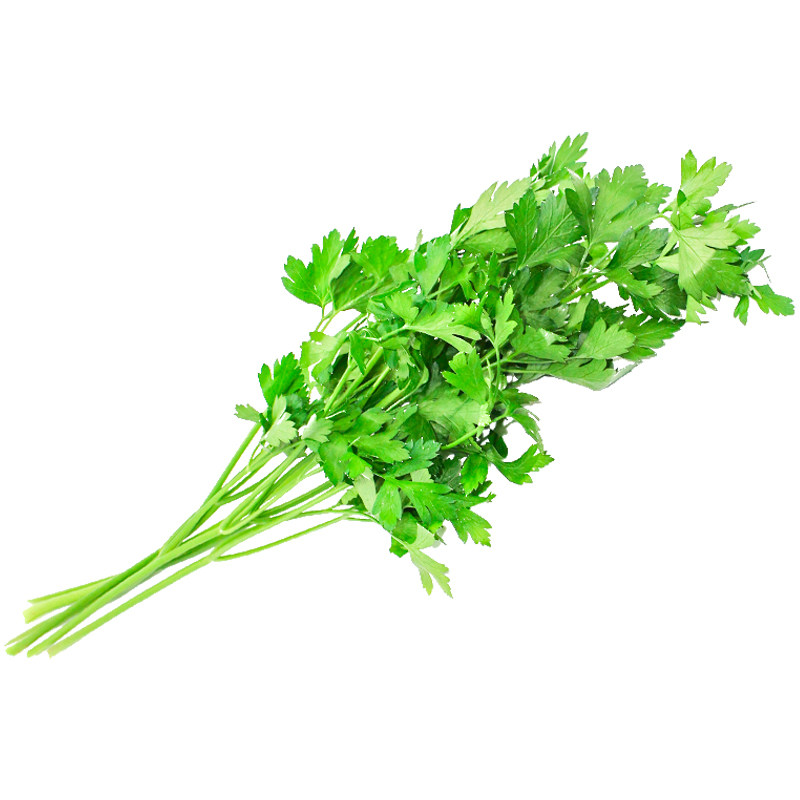 新鲜采摘意大利芹欧芹现采发货