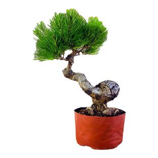 云栖园黄山松盆景矮霸老桩迎客松小微型盆栽小型假山桌面装饰摆件