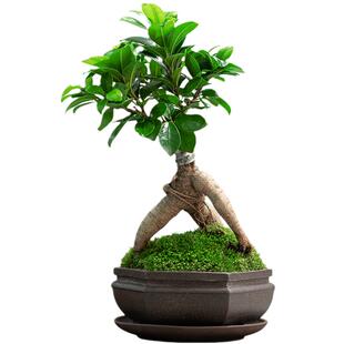 人参榕树苗禅意花卉绿植办公室盆景小树桩盆好养花卉盆栽室内长青