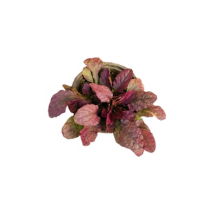 拾园记姬十二筋骨草苗多年生耐寒耐旱庭院花园花镜地被绿植物盆栽