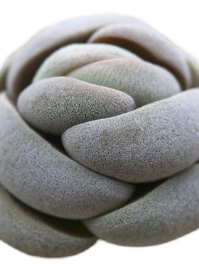 办公室猪猪园艺紫皮兜无刺星