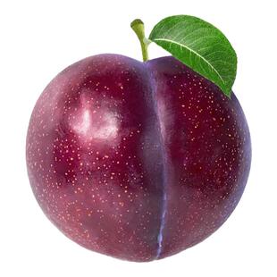 李子树苗嫁接西梅皇后阳台庭院南北方种植特大苗当年结果基地直销