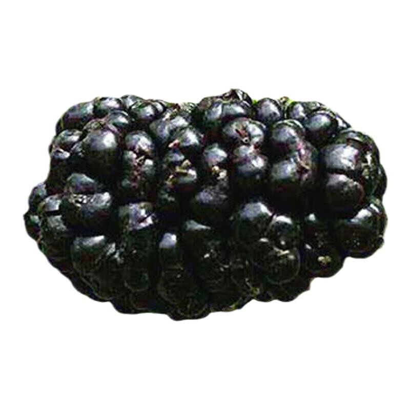 野生桑葚干黑桑椹特级 桑葚泡水 干桑葚果干黑桑葚干泡水桑葚干