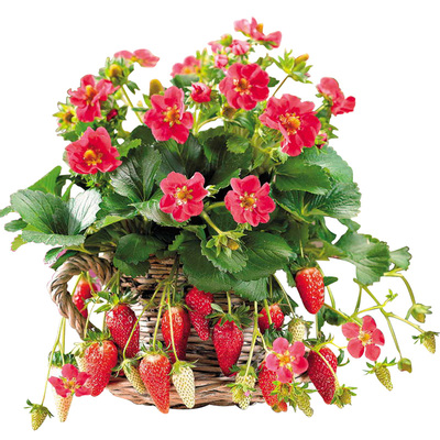 草莓苗食用四季种盆栽带盆土冬季