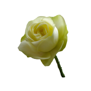 海蒂的花园月季花苗奶油龙沙奶油伊甸园切花型玫瑰花植物花卉盆栽