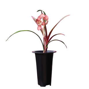 建兰大国魂墨宝兰花赤诚贵妃醉酒暮山紫名贵兰花室内客厅阳台花卉