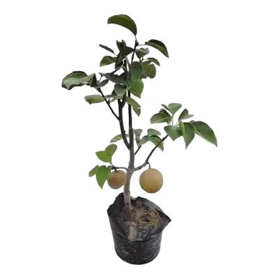 特大秋月梨树苗嫁接南北四季种植