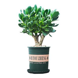 玉树老桩红边黄金姬红新花月锦吸财树花卉盆栽办公室观叶绿植室内