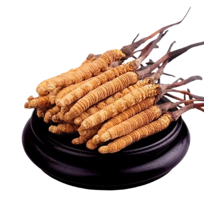 2025正宗冬虫夏草藏区正品