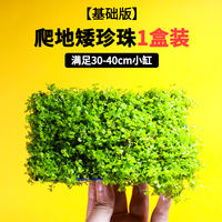 Fish tank landscaping, water plants, foreground, creeping ground, low pearl lawn, mini cowhide ground, Japanese pearl grass, beginner plants thumbnail 3