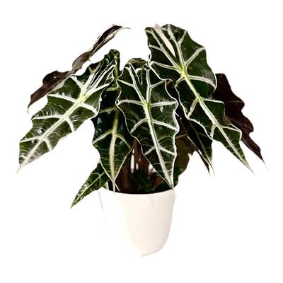 大仙女小仙女海芋竹芋室内盆栽桌面黑叶观音莲非洲面具绿植物网红