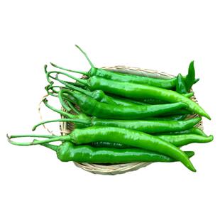 杭椒一号 辣椒种子 尖椒种籽 辣椒种子 杭椒种子 蔬菜种子 四季播