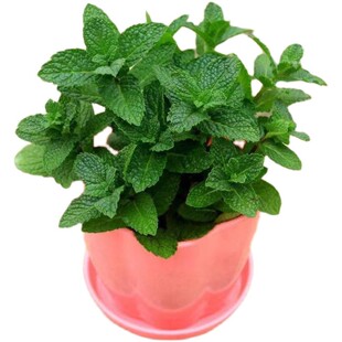 可食用薄荷种子留兰香柠檬苗猫薄荷四季播种室内阳台盆栽驱蚊植物