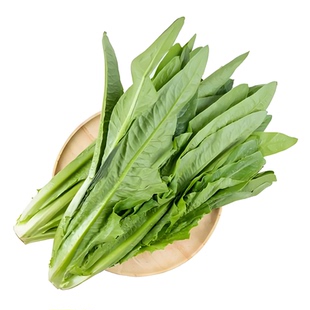 今年新种四季油麦菜种子脆甜青菜种籽阳台盆栽地栽蔬菜种子