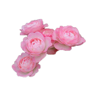 海蒂的花园月季花苗新品月季切花品种朱丽叶塔阳台庭院花卉盆栽苗