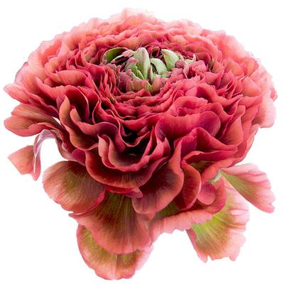 蝴蝶花毛茛种球盆栽阳台多年生