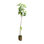 水蜜桃营养杯苗嫁接黄毛桃树苗当年结果南方北方种植果树大果多汁