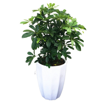 鸭脚木盆栽鹅掌柴七叶莲净化空气吸尼古丁去甲醛健康植物深圳同城