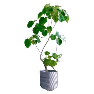 北欧风爱心榕绿植盆栽室内客厅大型植物轻奢高级感常绿植物心叶榕