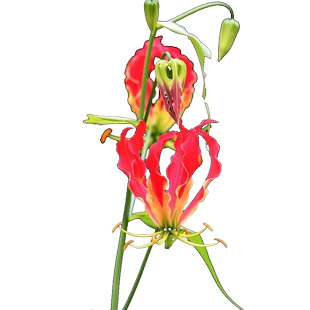 左家花园 嘉兰百合球根 火焰百合庭院多年生攀援花卉植物