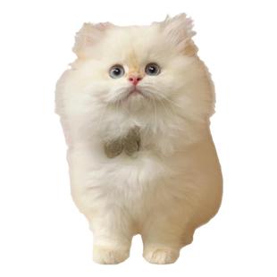 金点英短猫咪活体CFA纯血统认证猫咪金点拿破仑高脚短毛曼基康