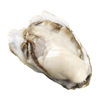 乳山牡蛎大号乳山生蚝新鲜直发