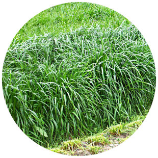 耐寒黑麦草种子鱼草种籽牧草种子多年生喂养畜牧牛羊草种籽四季青