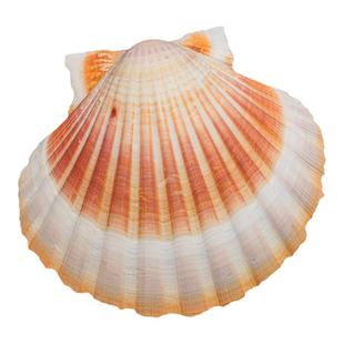 天然海螺贝壳DIY绘画专用壳夏威夷烧烤扇贝壳墙贴鱼缸造景装饰品