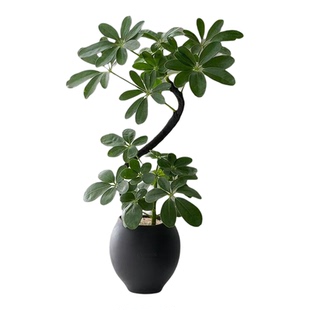 中古侘寂风造型黑骨鸭脚木植物茶室内装饰好养盆栽净化空气绿植