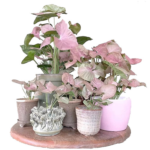 红粉恋人佳人合果芋四季好养彩叶芋绿精灵粉蝴蝶霓虹合果芋盆栽