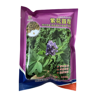 紫花苜蓿草种子大叶苜蓿种子耐寒多年生四季喂鸡鸭鹅猪牛羊草种籽