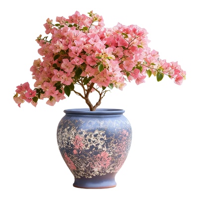 三角梅专用大口径大肚花盆