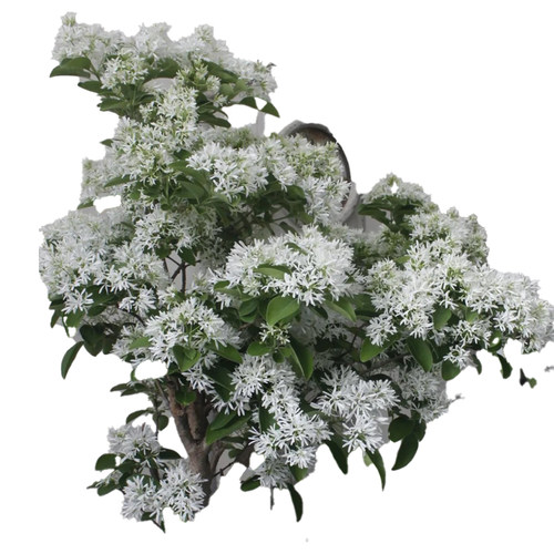 流苏树苗四月雪盆栽室外庭院地栽梦幻流苏花苗油根子绿化风景大树
