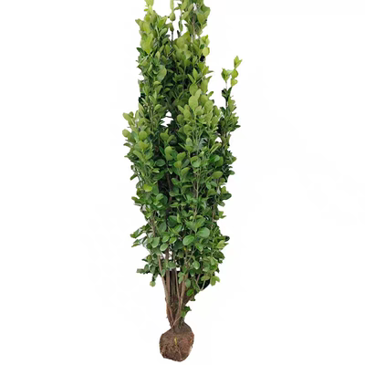 丛生北海道大叶黄杨树苗冬青树苗工程绿化苗四季常青篱笆围墙庭院