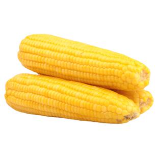 秋天的味道内蒙古糯玉米即食粘玉米棒甜糯巴彦淖尔12支真空装特产