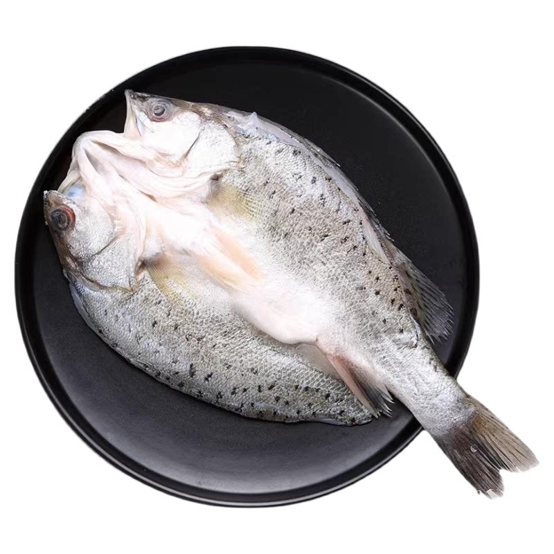 海鲈鱼开背冷冻新鲜海鱼商用批发