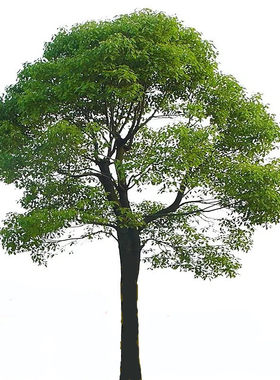 四季常青庭院绿化植物南北方可种